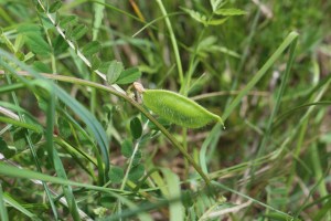 vicia hybrida (6) (1200 x 800).jpg_product